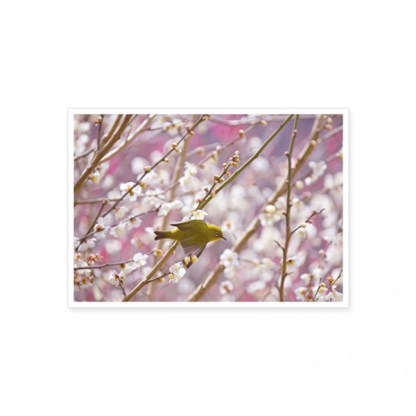 Postkarte "Brillenvogel im Kirchbaum"