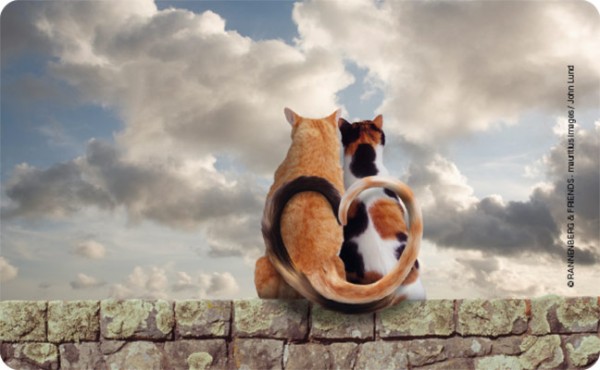 Rannenberg Frühstücksbrettchen Katzen auf der Mauer Katzenpaar 