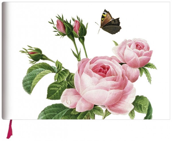 Notizbuch quer "Rosa centifolia"