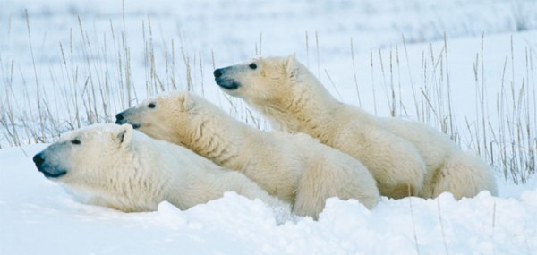 XXL-Postkarte "Drei Eisbären"