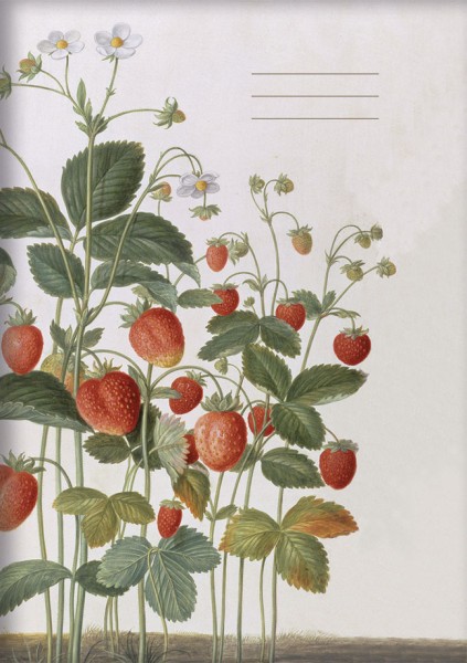 Kladden A5 'Erdbeeren aus dem Nassau Florilegium'