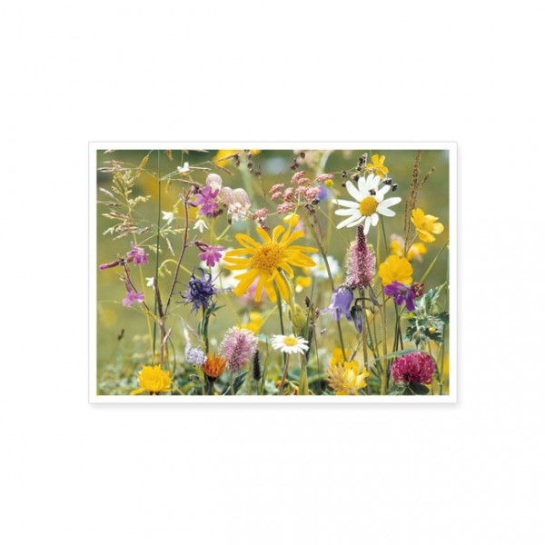 Postkarte "Wiesenblumen"