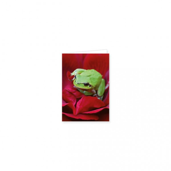 Mini-Doppelkarte "Laubfrosch uaf roter Rose"