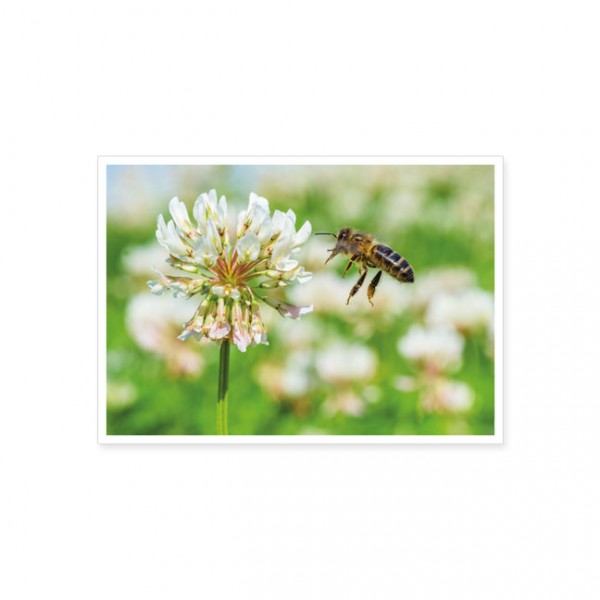 Postkarte "Bienenweide"