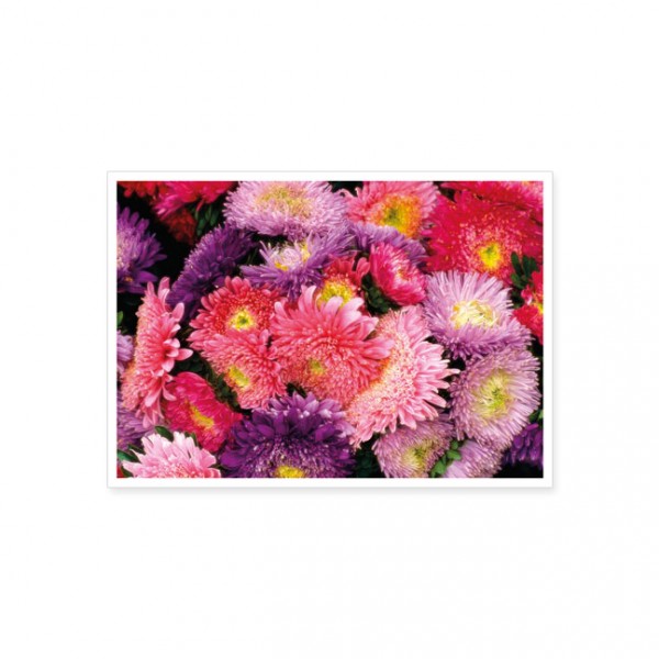 Postkarte " Blütenpracht "