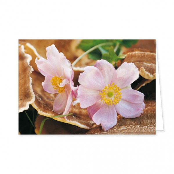 Doppelkarte "rosa Herbstanemone"