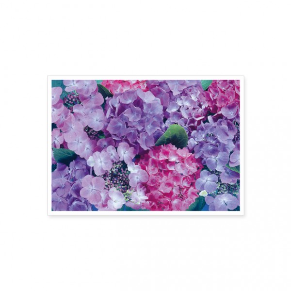 Postkarte "Hortensienblüten"