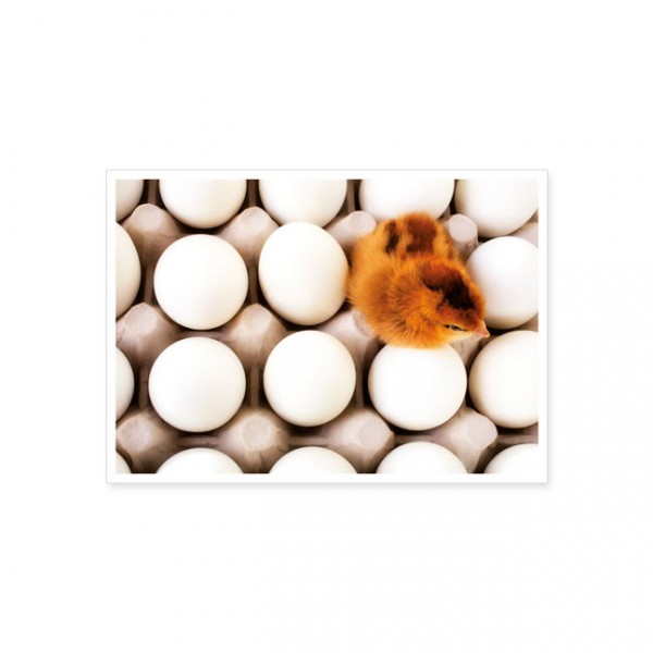 Postkarte "Küken auf Eiern"
