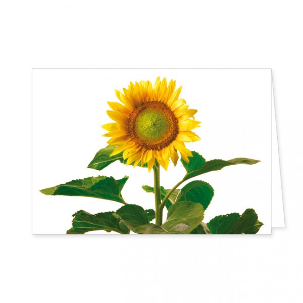 Doppelkarte "Sonnenblume"