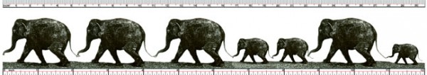 Wackel-Lineal "Elefanten"