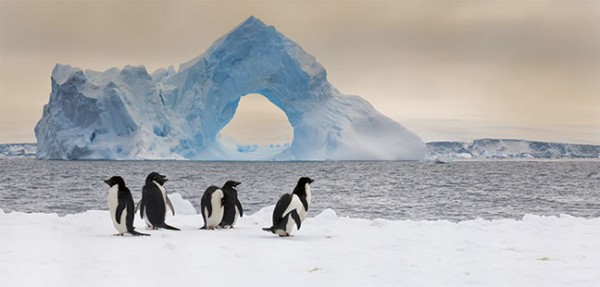 XXL-Postkarte "Pingiune auf Eisschollen"