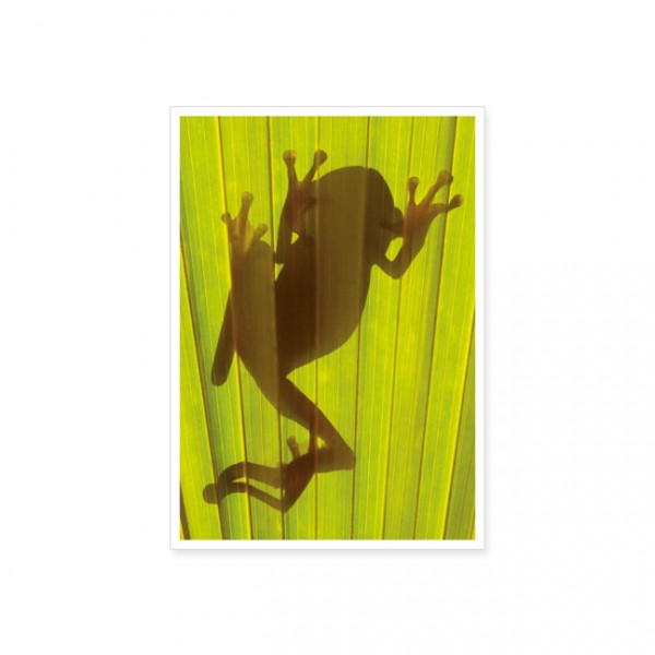 Postkarte "Chachi Tree Frog (Hyla picturata)"
