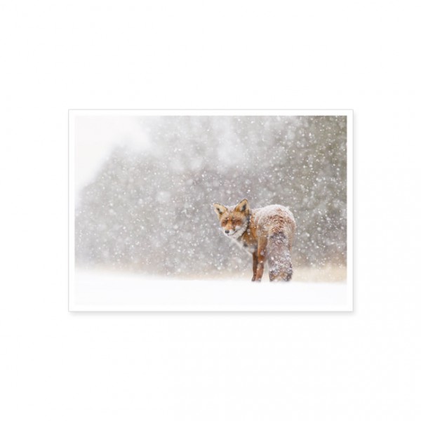 Postkarte "Rotfuchs im Schnee"
