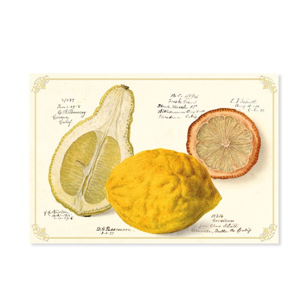 Postkarten Large "Drei Sorten Zitronen (Corsican, Green Fresh und unbekannt), Pomological Watercolor