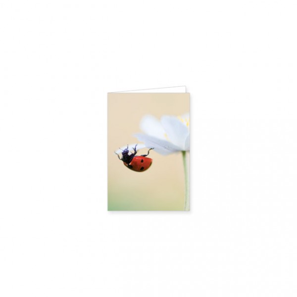 Mini-Doppelkarte "Marienkäfer auf einer Anemonenblüte"