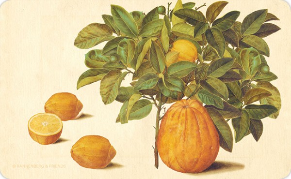 Brettchen "Citrus limonum aus dem Gottorfer Codex"
