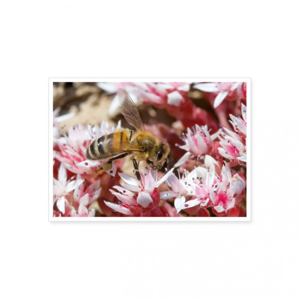 Postkarte "Unsere Honigbiene"