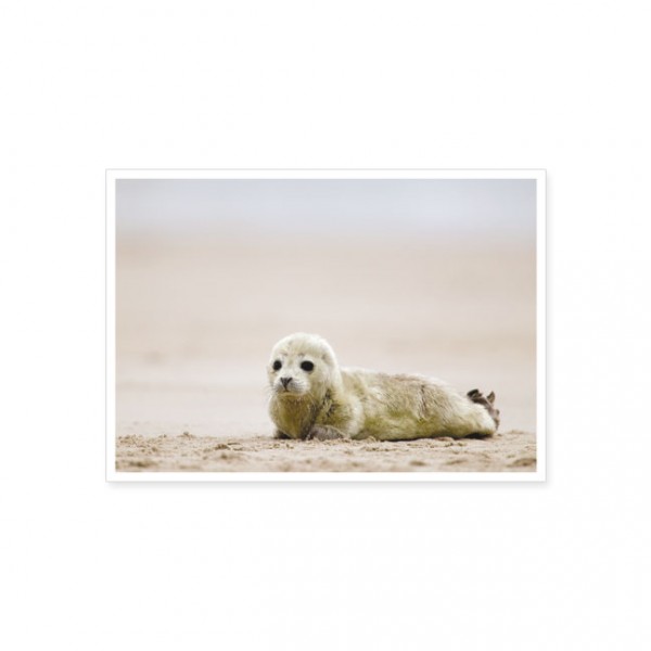 Postkarte "Seehund (Phoca vitulina)"