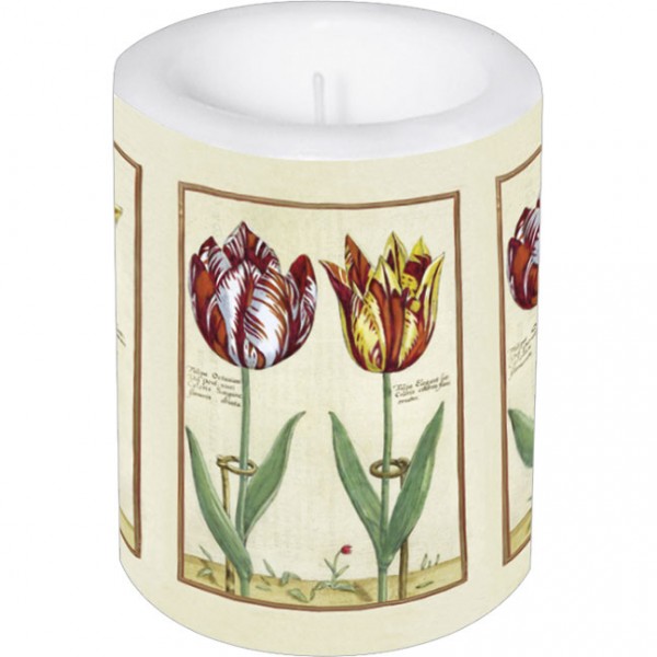 Lampionkerze groß ‚Tulipa Octaviani und Tulipa Elegant‘