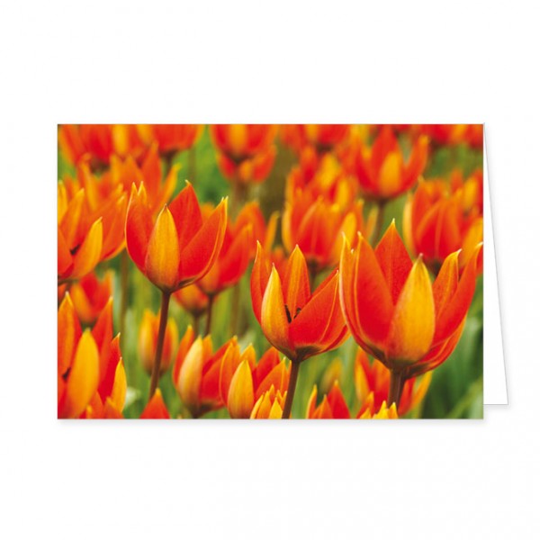 Doppelkarte "Tulpen"