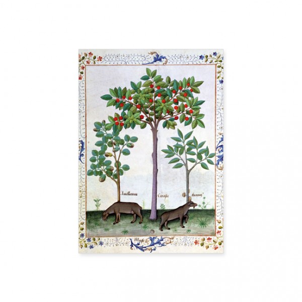 Postkarte Gold "Haselnussbusch und Kirschbaum"