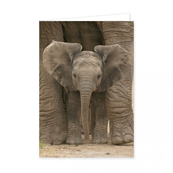 Doppelkarte "Afrikanisches Elefantenbaby"
