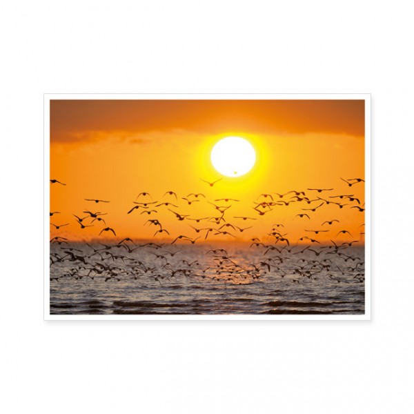 Postkarten Large "Austernfischer beim Sonnenuntergang"