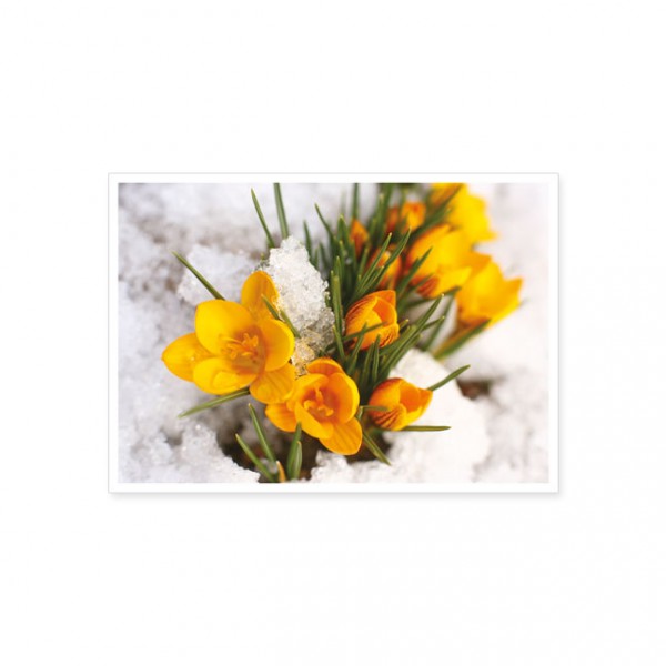 Postkarte "Gelbe Krokusse im Schnee"