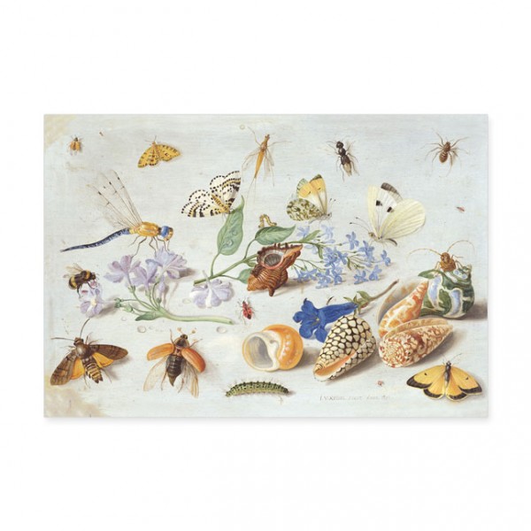 Postkarten Large "Schmetterlinge und andere Insekten"