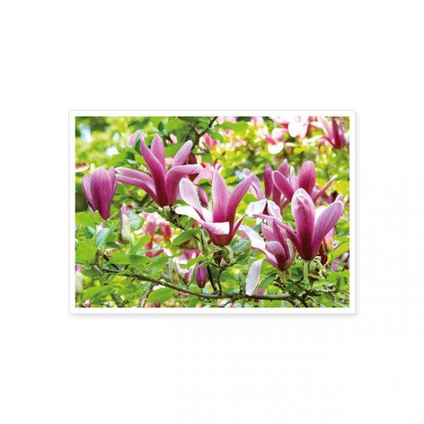 Postkarte "Magnolienblüten"