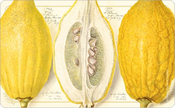 Brettchen "Zitrone Etrog, Pomological Watercolor Collection, USA"