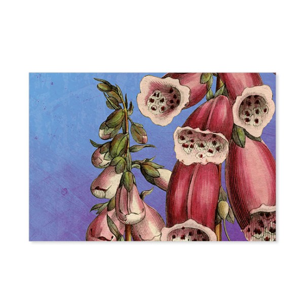 Postkarten Large "Roter Fingerhut (Detail), Heimische Arzneipflanzen aus Eduard Winklers Arzneigewäc