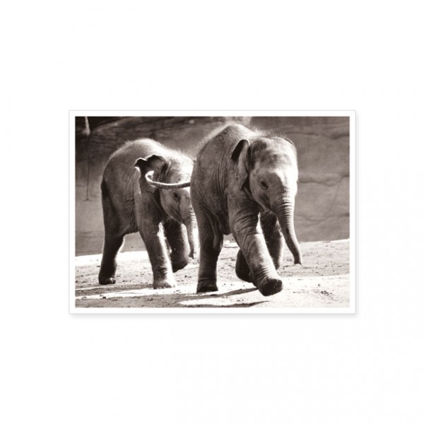 Postkarte "Elefantentrapp"