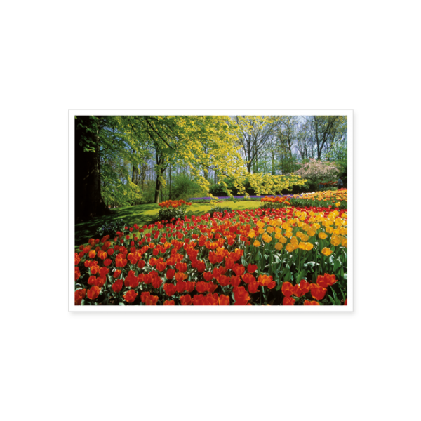 Postkarte "Tulpenbeet"