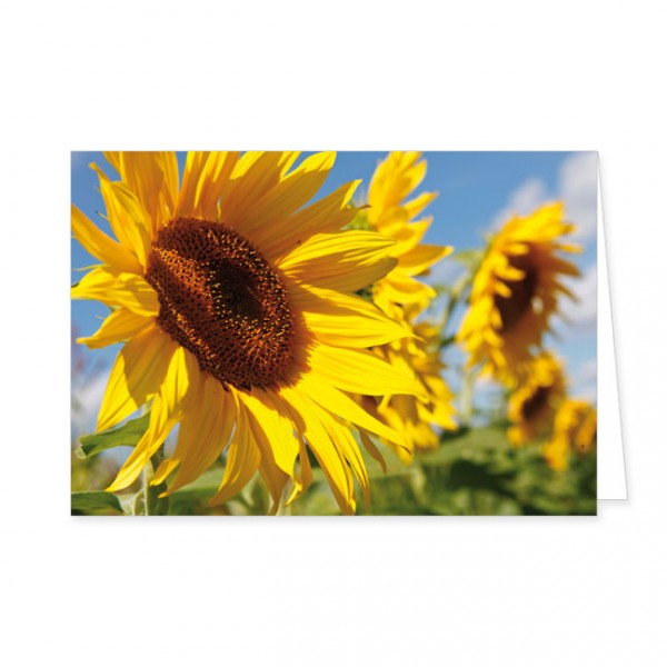 Doppelkarte "Sonnenblumen"