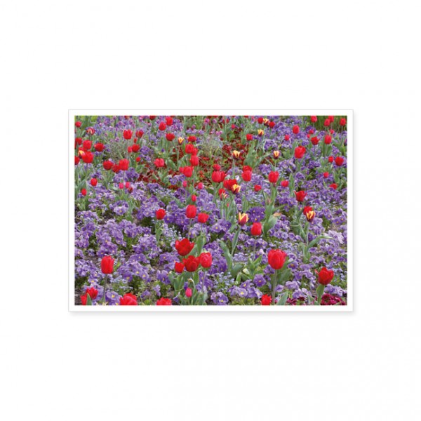 Postkarte "Rote Tulpen"