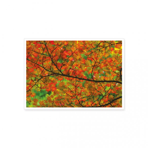 Postkarte "Herbstbaum"