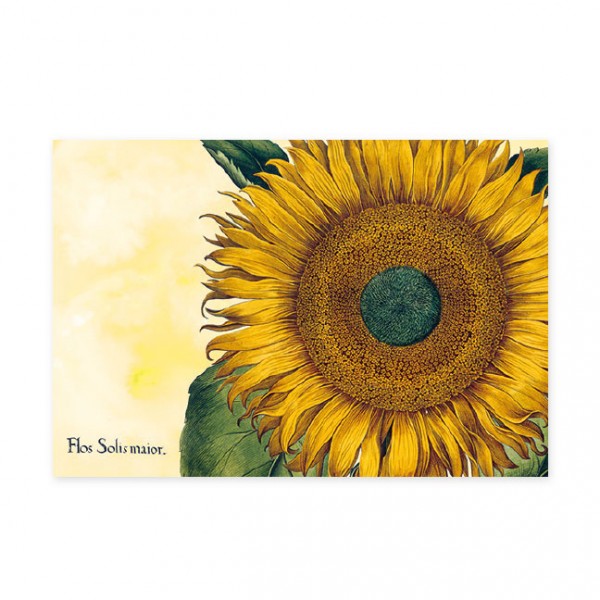 Postkarten Large " Sonnenblume "aus den Garten von Eichstätt" GOES POP "