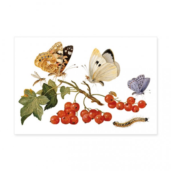 Postkarten Large "Still Leben mit Roter Johannisbeere, Schmetterlingen und anderen Insekten"