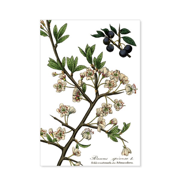 Postkarten Large "Schlehenstrauch, Heimische Arzneipflanzen aus Eduard Winklers Arzneigewächse (1834