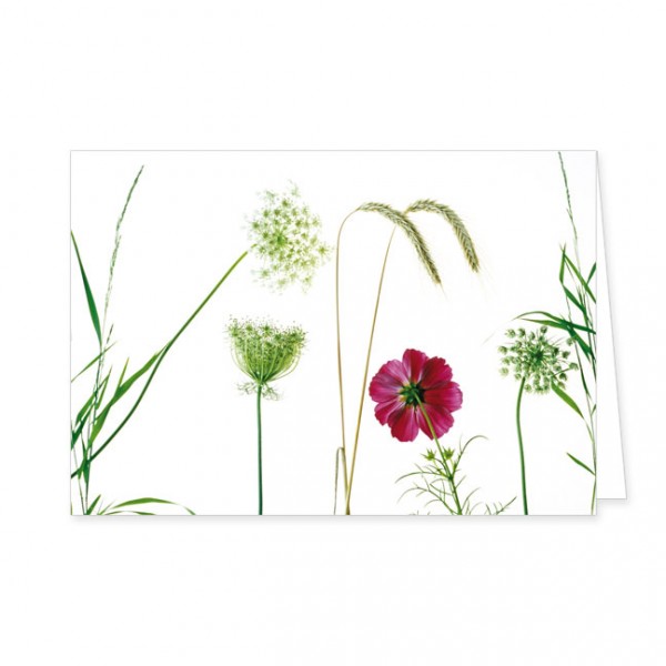Doppelkarte "Blüten und Gräser"