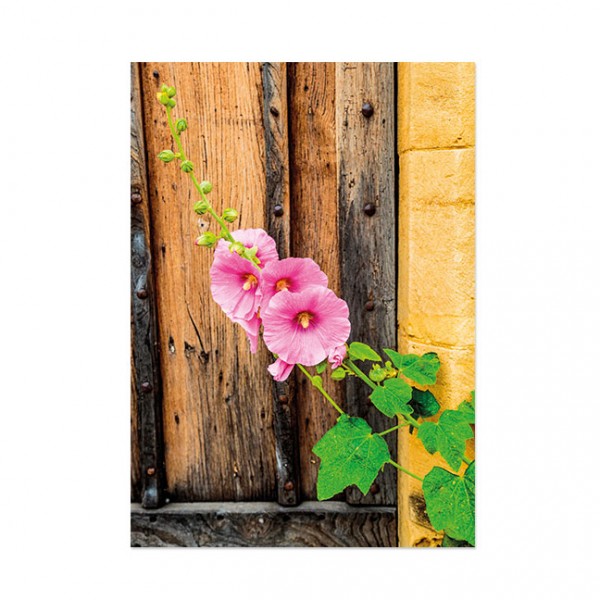 Postkarte "Schon aus der Ferne winken die leuchtenden Blüten der Stockrose."