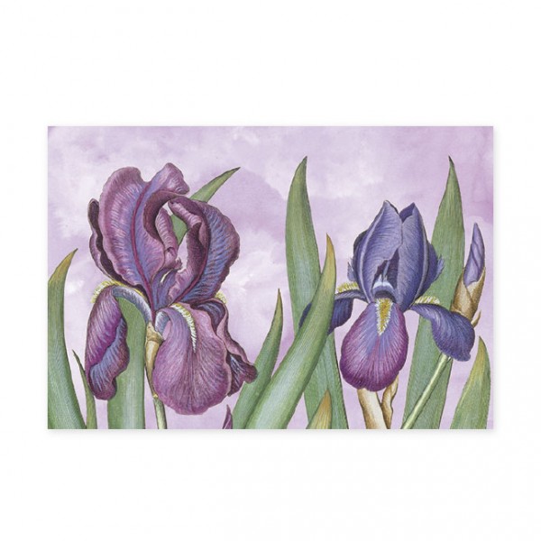 Postkarten Large " Iris "aus den Garten von Eichstätt" GOES POP "