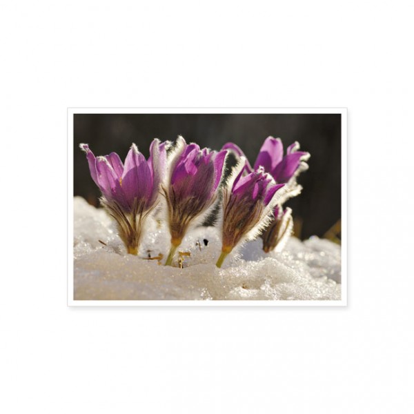 Postkarte "Anemonen nach der Schneeschmelze"