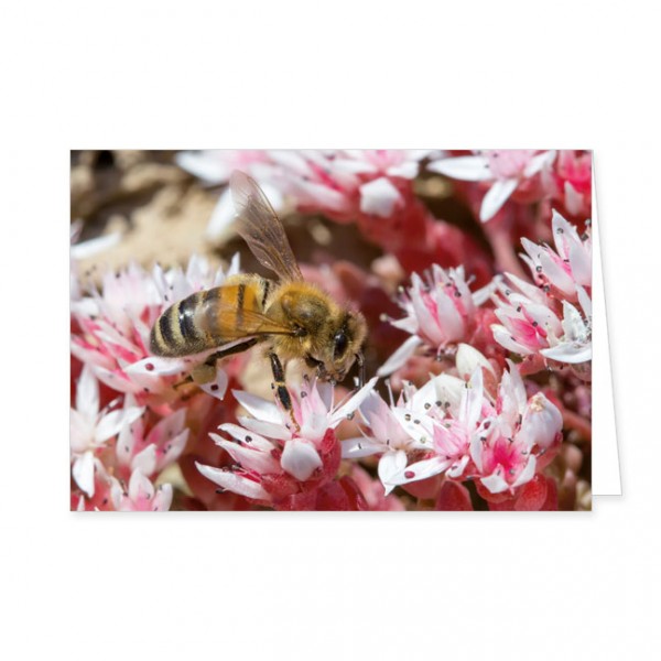 Doppelkarte "Unsere Honigbiene"