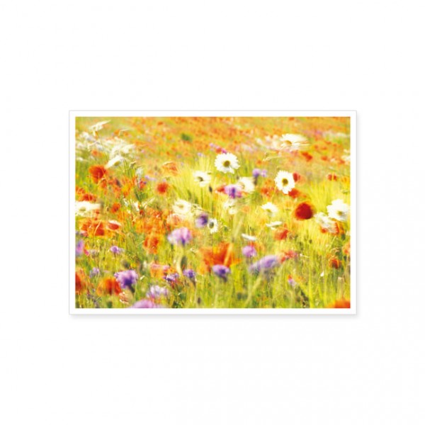 Postkarte "Blumenwiese"