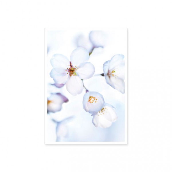 Postkarte "Japanische Kirschblüte"