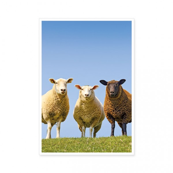 Postkarten Large "Drei Schafe"