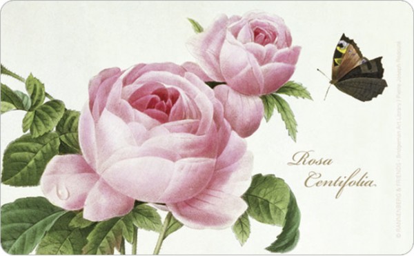 Brettchen "Rosa Centifolia"