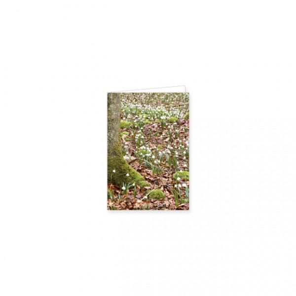 Mini-Doppelkarte "Märzbecherfeld im Wald"